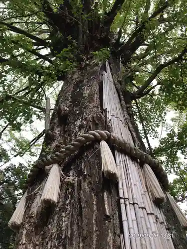 赤坂氷川神社の自然