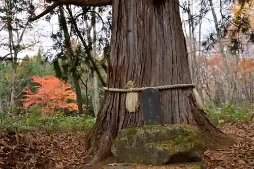 戸隠神社火之御子社の自然