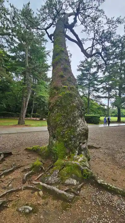 出雲大社(島根県)