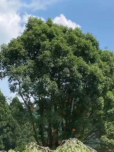 真楽寺の庭園