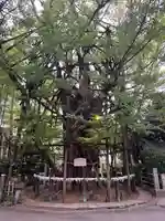 稲毛神社(神奈川県)