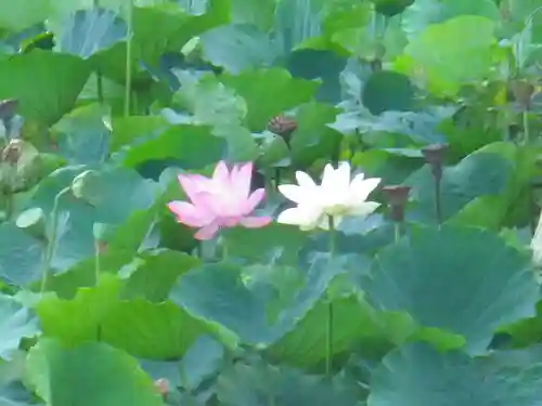 鶴岡八幡宮の自然