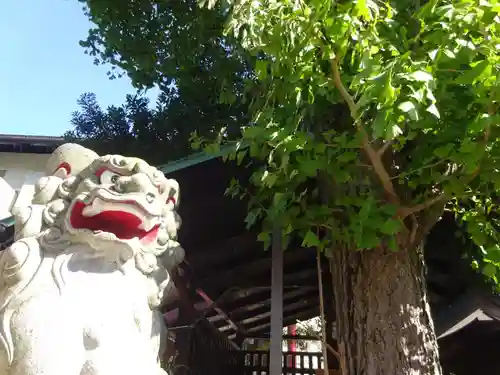 菊名神社の狛犬
