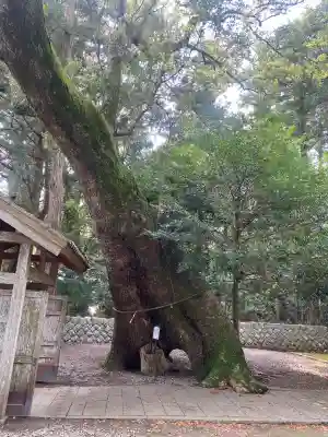 飛鳥神社の{uncategorized: "未分類", other: "その他", undefined: "問題あり", building: "その他建物", grave: "お墓", sacred_gate: "鳥居", guardian: "狛犬", statue: "像", buddha: "仏像", history: "歴史", nature: "自然", garden: "庭園", animal: "動物", pagoda: "塔", temizu: "手水舎", mountain_gate: "山門・神門", sanctuary: "本殿・本堂", subordinate: "末社・摂社", art: "芸術", scenery: "景色", jizo: "地蔵", ema: "絵馬", goshuin: "御朱印", omikuji: "おみくじ", items: "授与品その他", amulet: "お守り", goshuincho: "御朱印帳", eats: "食事", festival: "お祭り", votive_dance: "神楽", shichigosan: "七五三参", wedding: "結婚式", experience: "体験その他", initially: "初詣", around: "周辺", anti_infection: "感染症対策"}