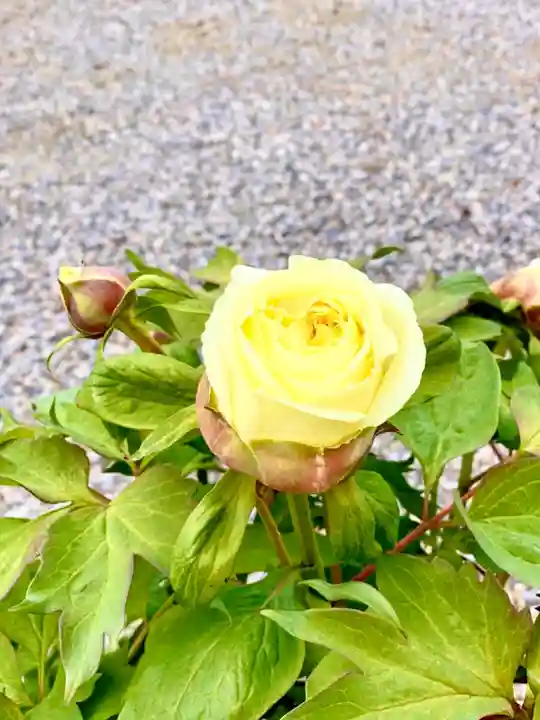 滋賀県護国神社の自然