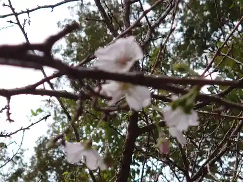 櫻木神社の自然