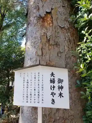 阿佐ヶ谷神明宮(東京都)