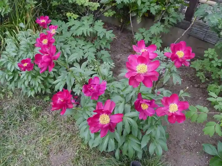 上野東照宮の自然