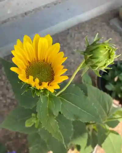 總社 和田八幡宮の自然