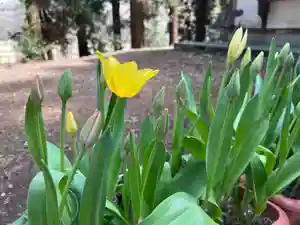 大宮温泉神社(栃木県)(2022年04月13日(水) 13時25分06秒投稿)