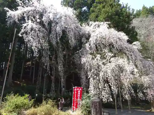 朝日之祖師堂の自然