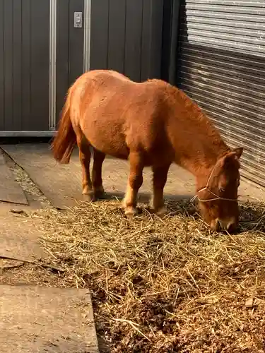 五方山熊野神社(東京都)
