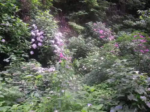 御霊神社の自然