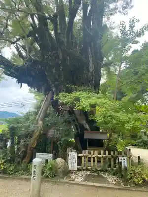 葛城一言主神社(奈良県)