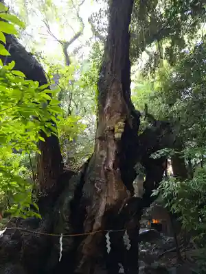 來宮神社(静岡県)