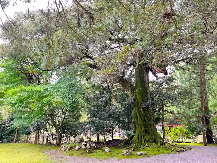 若狭神宮寺の自然