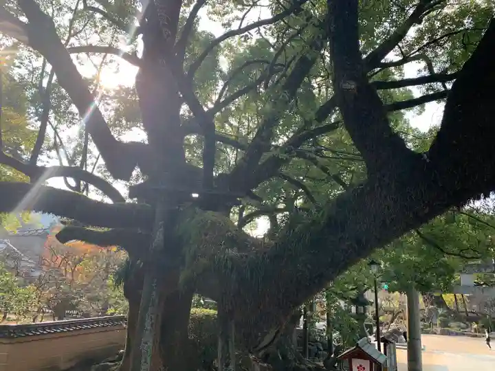 太宰府天満宮の自然