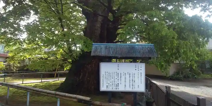 稲荷神社の自然