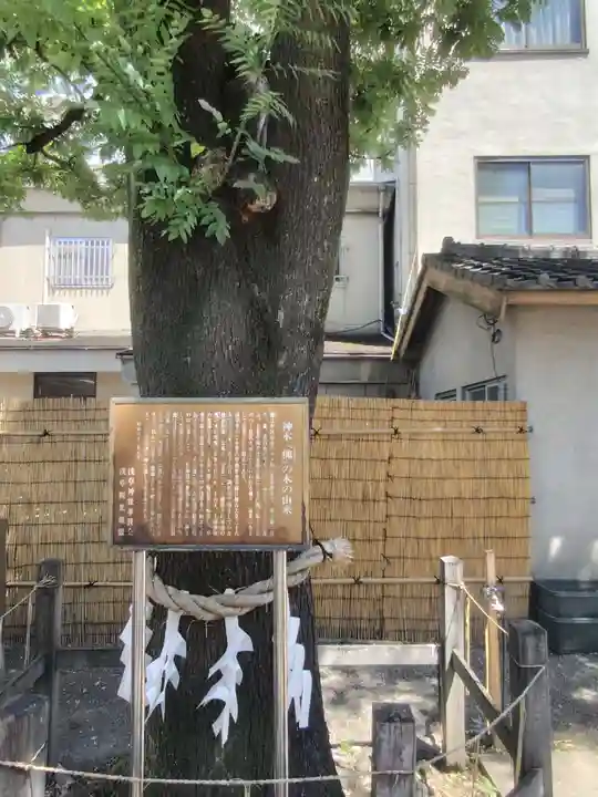 浅草神社の自然