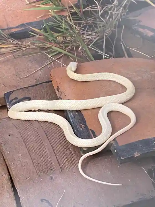 岩国白蛇神社の動物