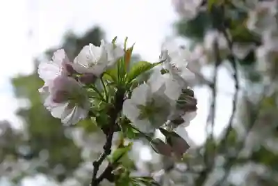 春日神社の自然