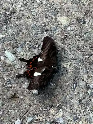 宝登山神社奥宮(埼玉県)