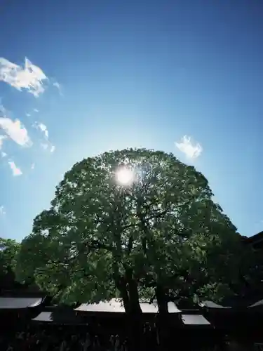 明治神宮(東京都)