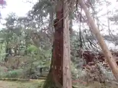 花園神社の自然