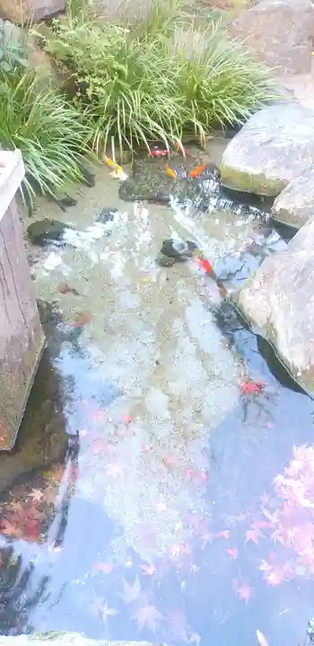 厳嶋神社の動物