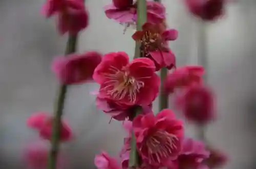 平河天満宮の自然