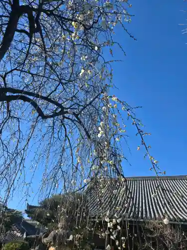 浄誓寺の{uncategorized: "未分類", other: "その他", undefined: "問題あり", building: "その他建物", grave: "お墓", sacred_gate: "鳥居", guardian: "狛犬", statue: "像", buddha: "仏像", history: "歴史", nature: "自然", garden: "庭園", animal: "動物", pagoda: "塔", temizu: "手水舎", mountain_gate: "山門・神門", sanctuary: "本殿・本堂", subordinate: "末社・摂社", art: "芸術", scenery: "景色", jizo: "地蔵", ema: "絵馬", goshuin: "御朱印", omikuji: "おみくじ", items: "授与品その他", amulet: "お守り", goshuincho: "御朱印帳", eats: "食事", festival: "お祭り", votive_dance: "神楽", shichigosan: "七五三参", wedding: "結婚式", experience: "体験その他", initially: "初詣", around: "周辺", anti_infection: "感染症対策"}