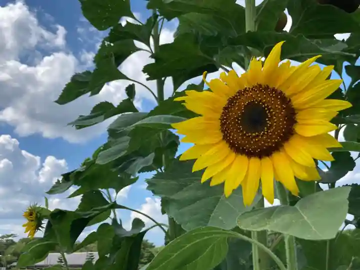 休ヶ岡八幡宮(薬師寺境内社)の自然