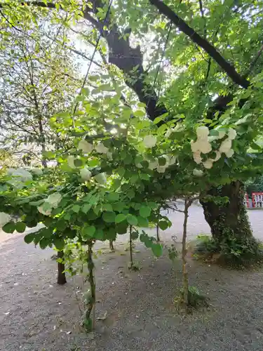冠稲荷神社の自然