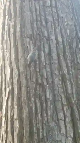 音更神社の動物