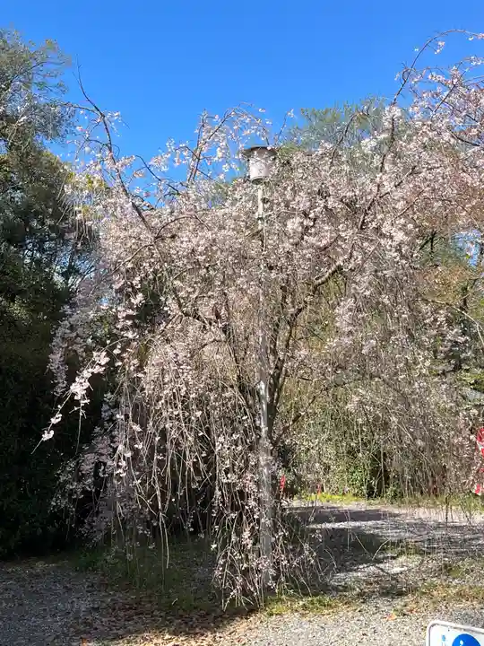 平野神社の自然