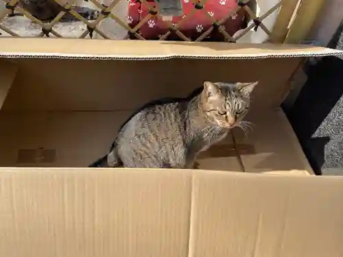 白金氷川神社の動物