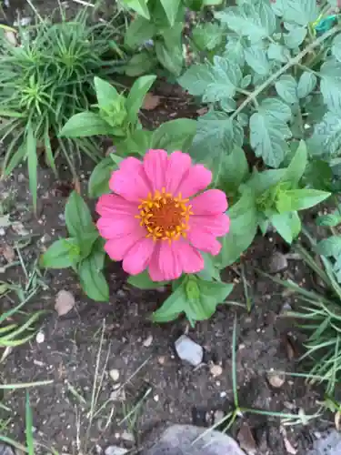 清洲山王宮　日吉神社の自然