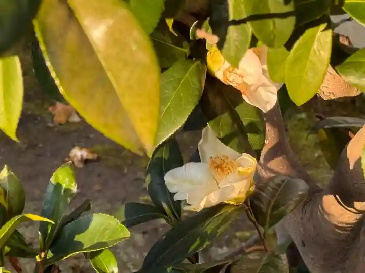 西方山極楽寺(岐阜県)
