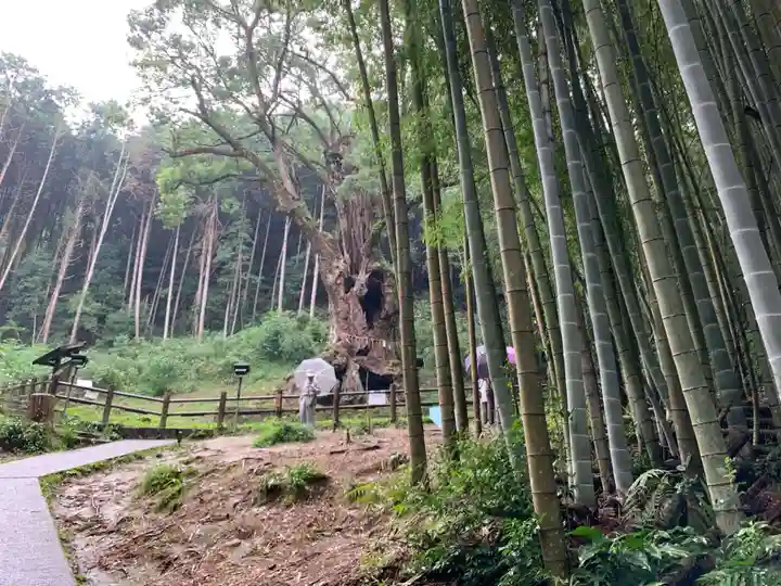 武雄神社の自然