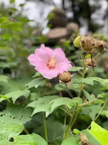 堀越神社の自然