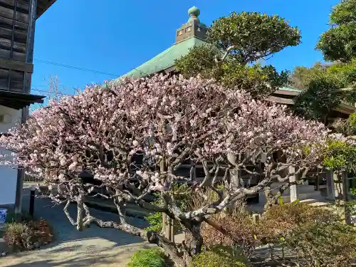 極楽寺（霊鷲山感應院極楽律寺）の景色