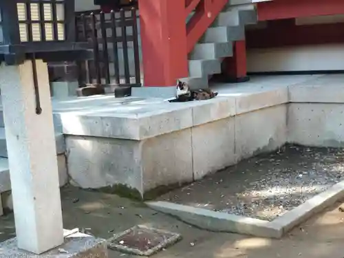 柏諏訪神社の動物