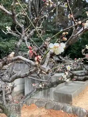 天満天神社の自然