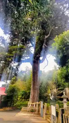 松澤 熊野神社(千葉県)