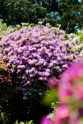 塩船観音寺(東京都)