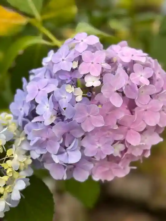 矢田寺(奈良県)