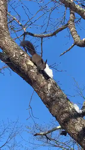 留辺蘂神社の動物