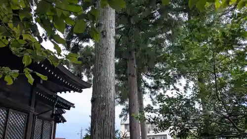 奥田神社の自然