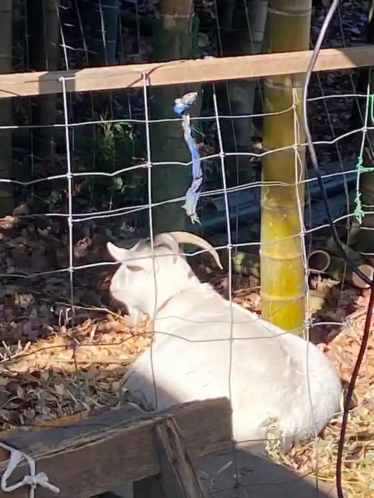 出雲大社相模分祠(神奈川県)