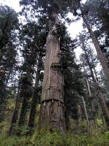 羽黒山五重塔(出羽三山神社)(山形県)